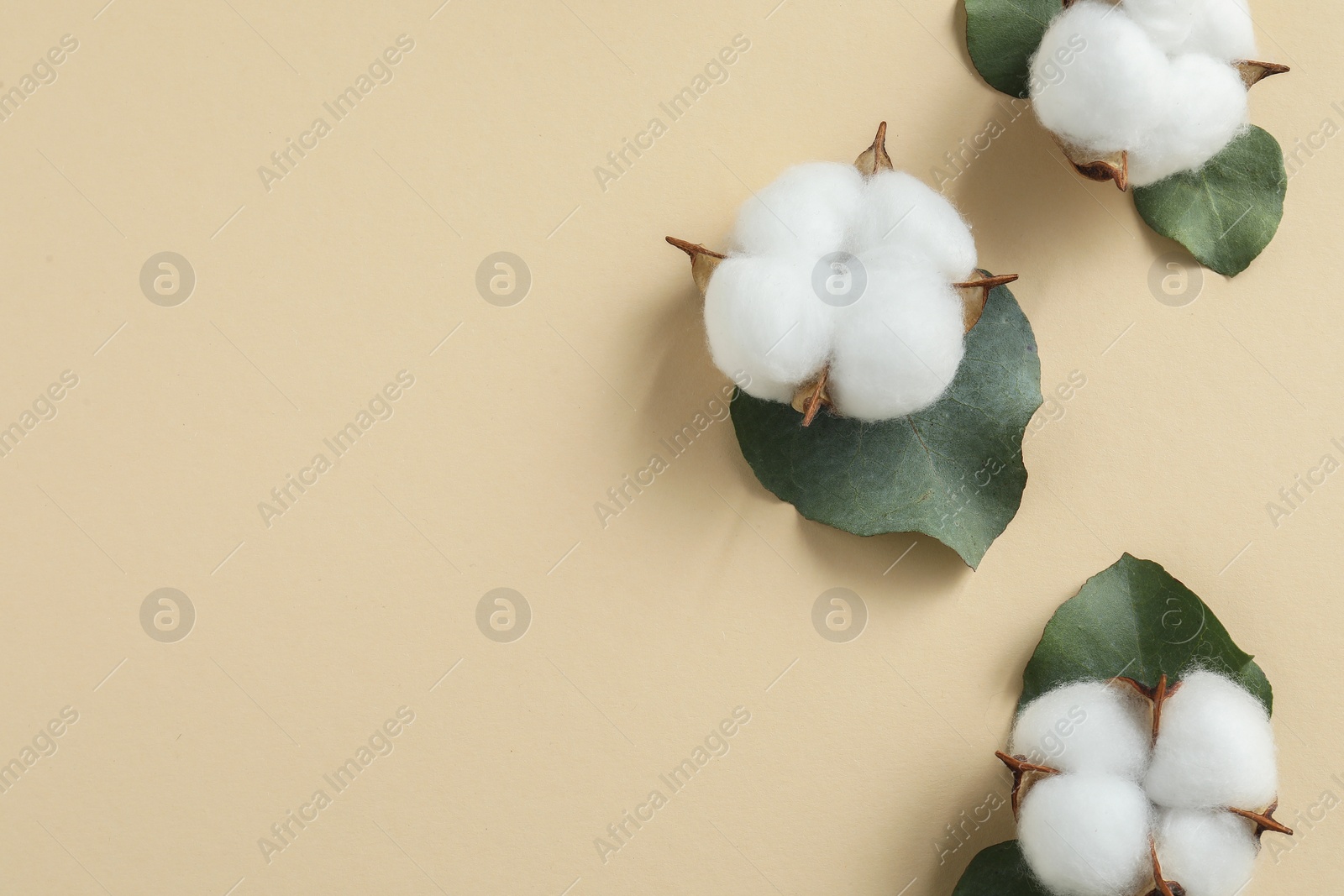 Photo of Cotton flowers and eucalyptus leaves on beige background, flat lay. Space for text