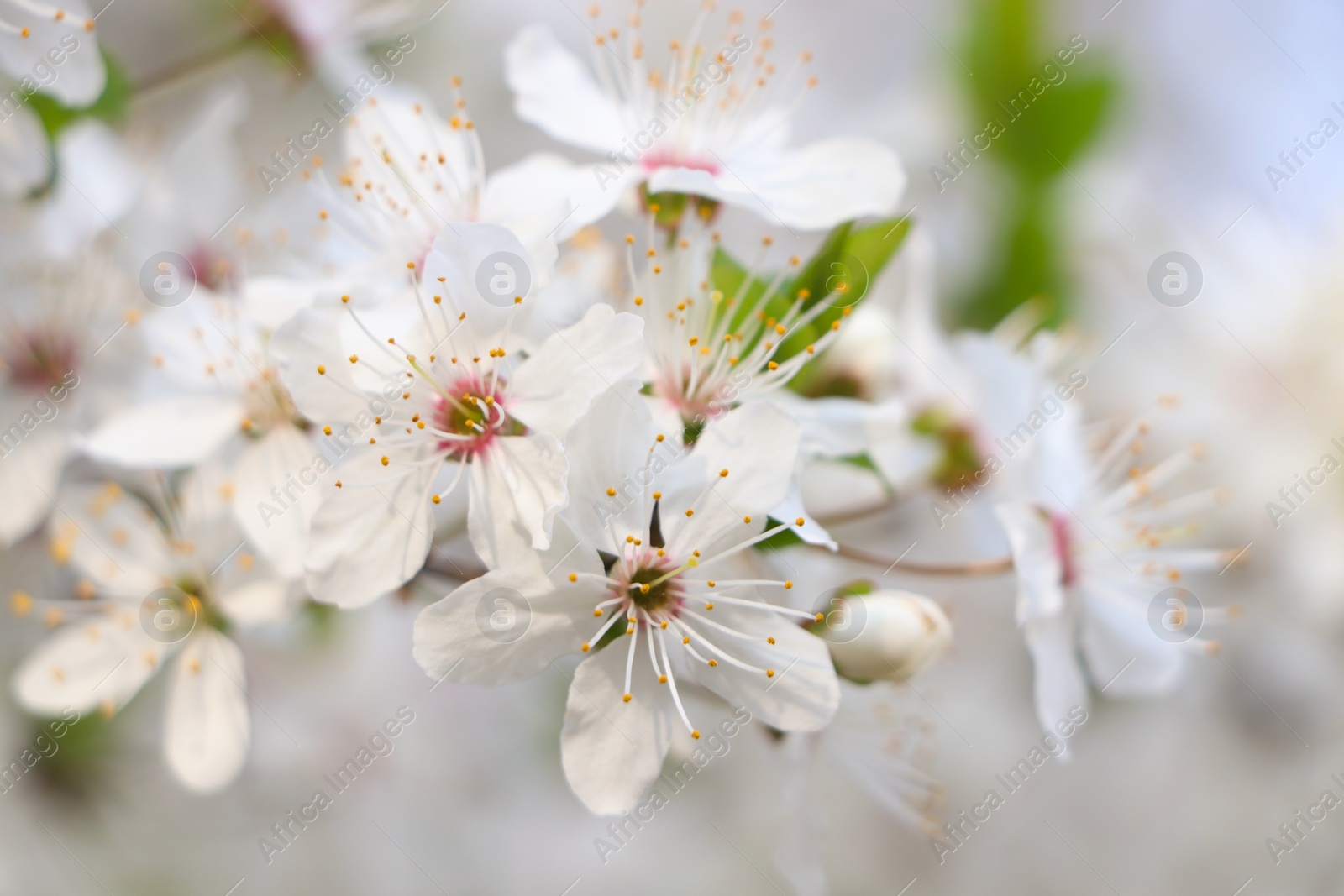 Photo of Cherry tree with white blossoms on blurred background, closeup. Spring season