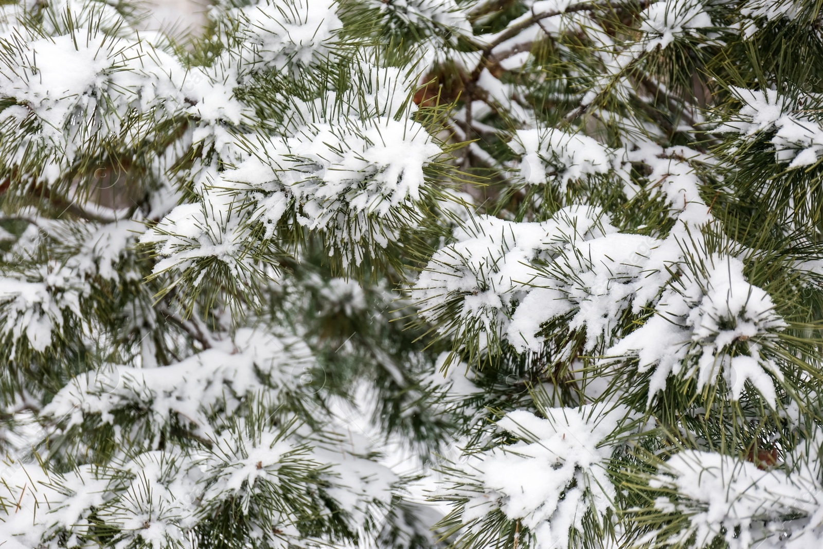 Photo of Coniferous branches covered with fresh snow, closeup