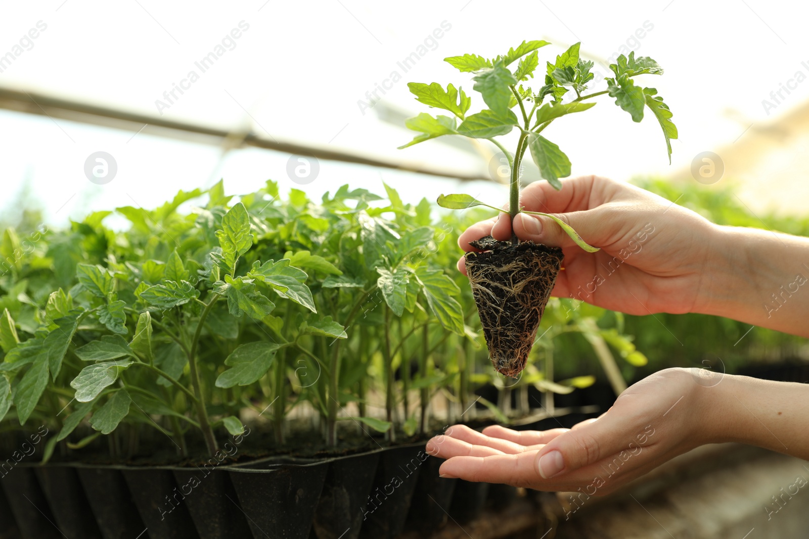 Photo of Woman with tomato seedling in greenhouse, closeup