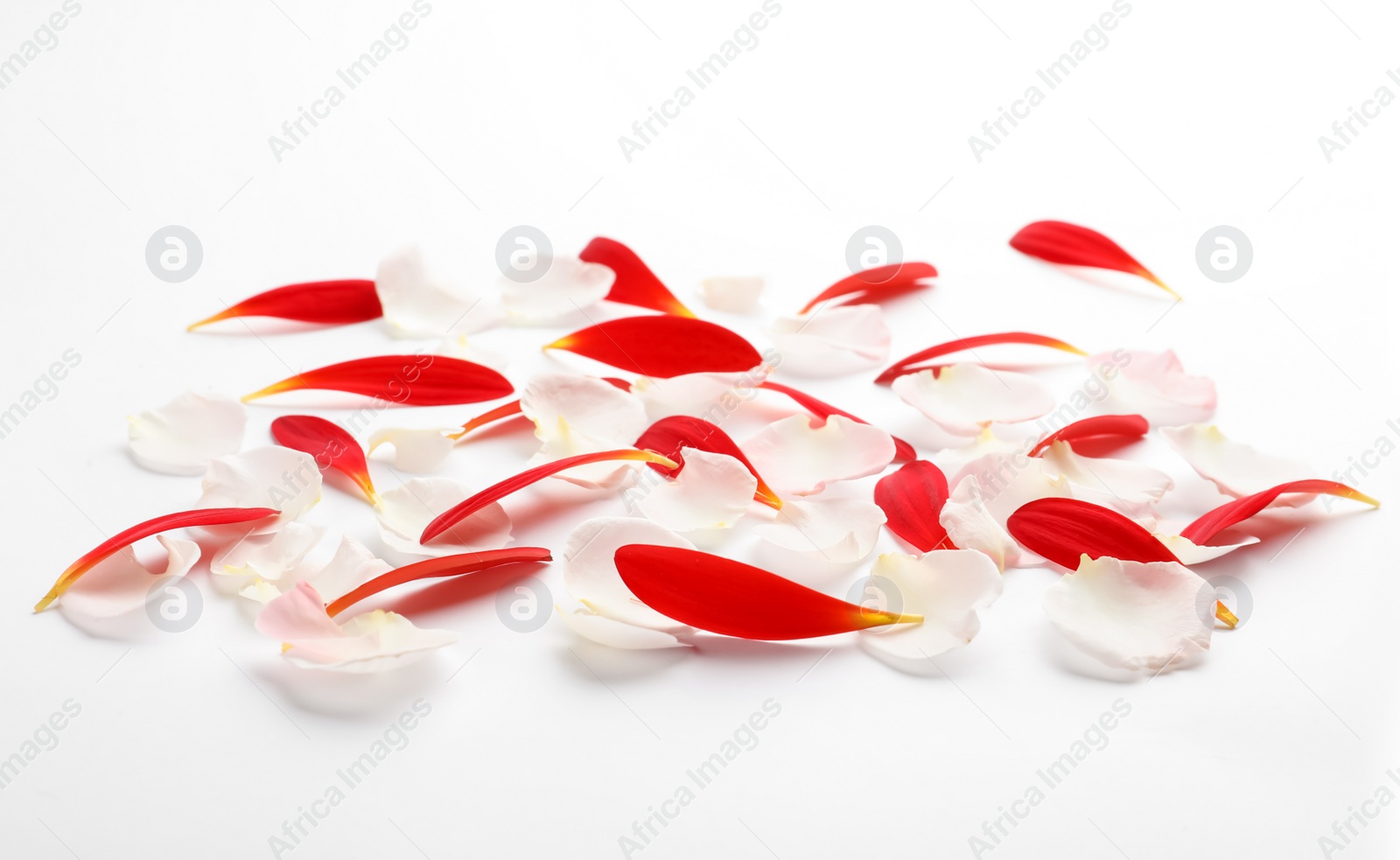 Photo of Pile of beautiful petals on white background