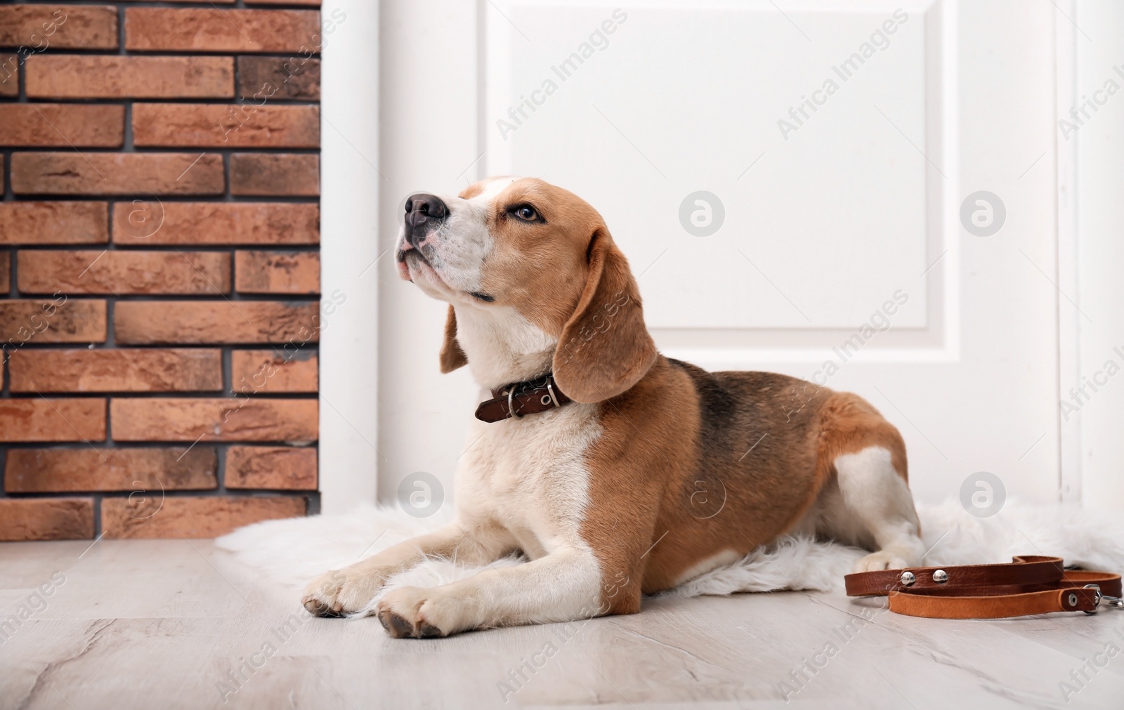 Photo of Cute Beagle dog lying and leash on floor near door