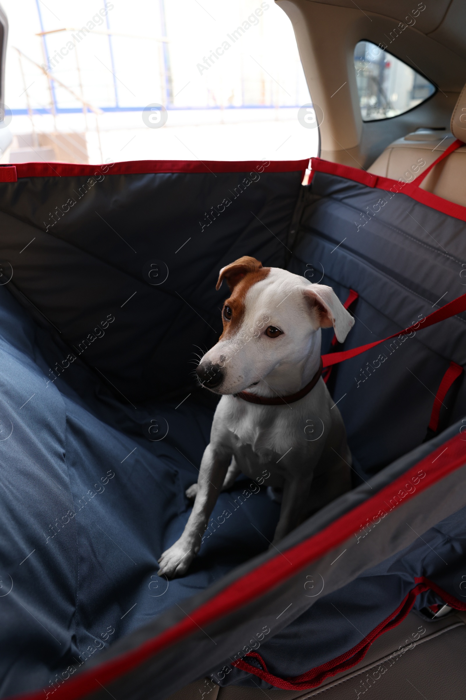 Photo of Cute Jack Russel Terrier dog in bag carrier inside car. Pet accessory