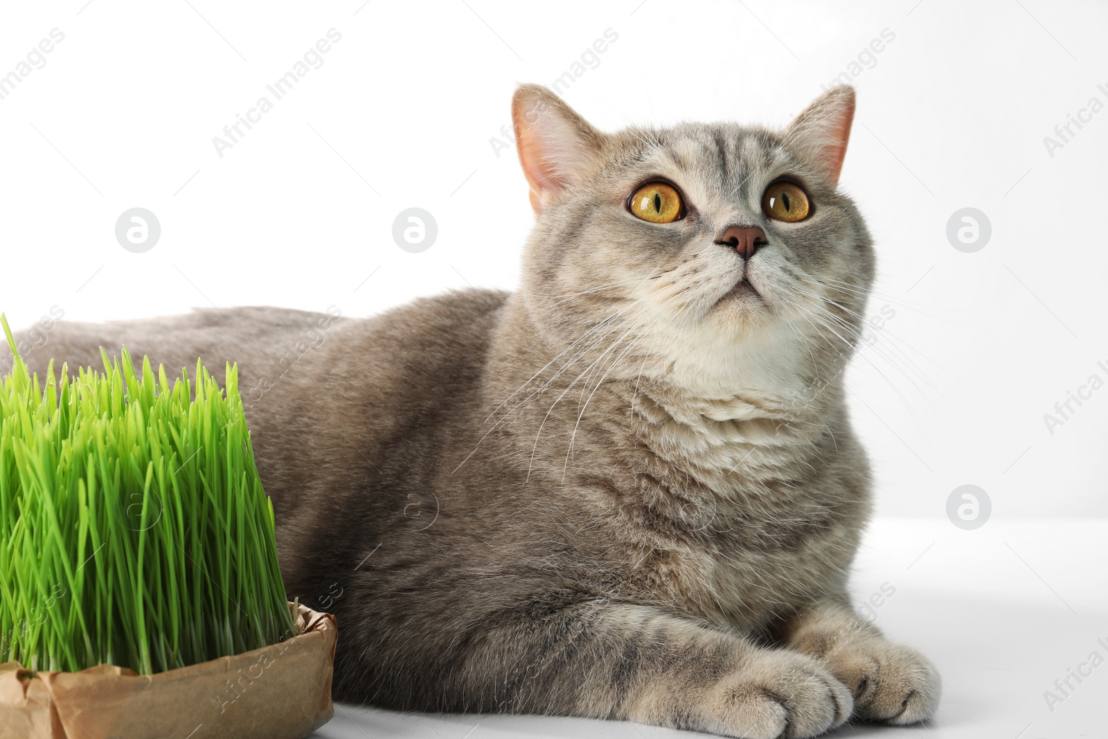 Photo of Cute cat and fresh green grass on white background