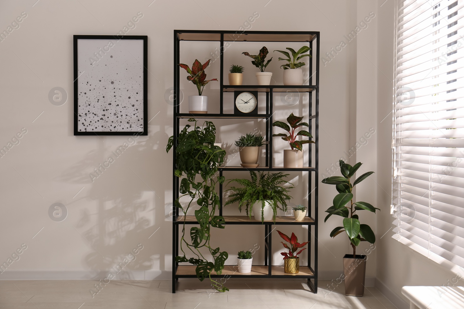 Photo of Shelving unit with collection of beautiful houseplants indoors