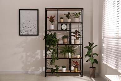 Shelving unit with collection of beautiful houseplants indoors