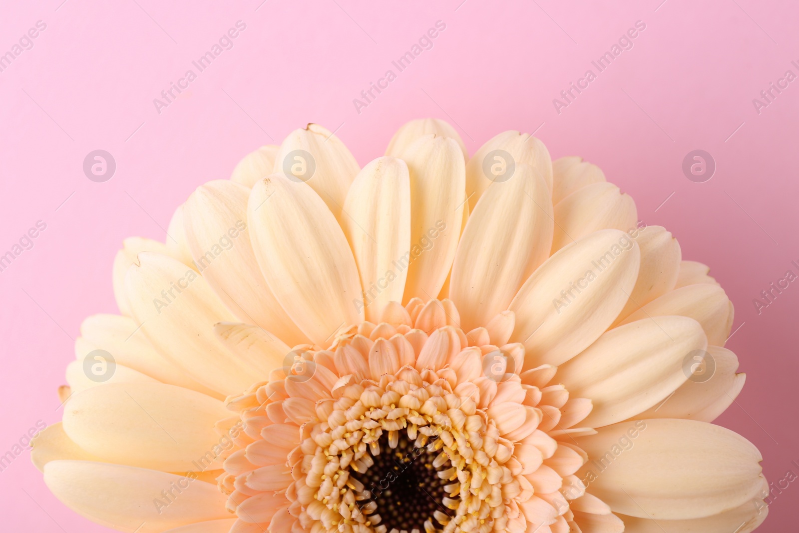 Photo of One beautiful tender gerbera flower on pink background, top view