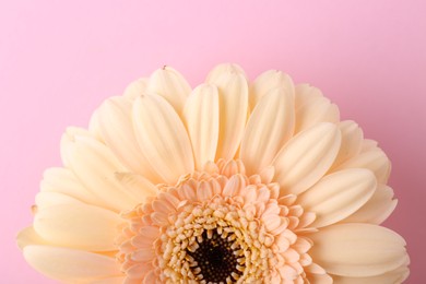 Photo of One beautiful tender gerbera flower on pink background, top view