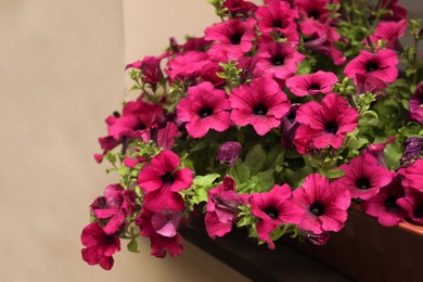 Beautiful pink petunia flowers on blurred background, closeup