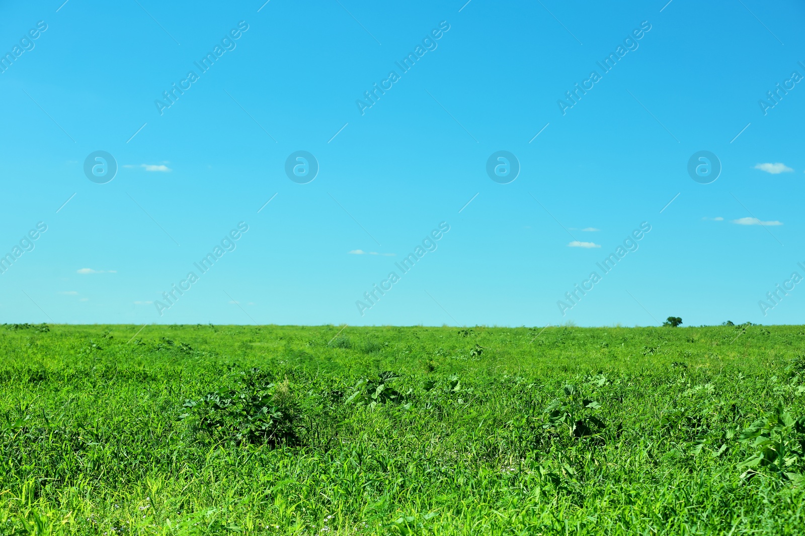 Photo of Beautiful landscape with green grass on sunny day