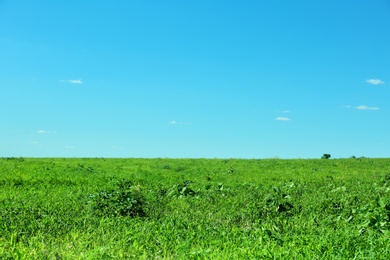 Photo of Beautiful landscape with green grass on sunny day