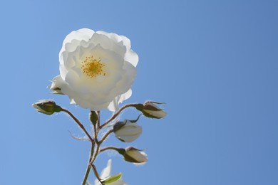 Photo of Beautiful blooming white rose against blue sky. Space for text