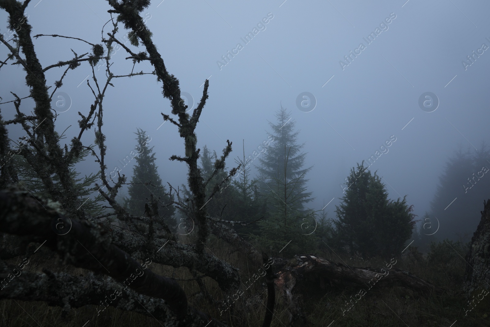 Photo of Beautiful view of meadow with thick mist and trees in evening