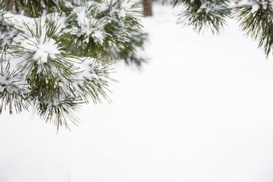 Photo of Coniferous branches covered with fresh snow, closeup. Space for text