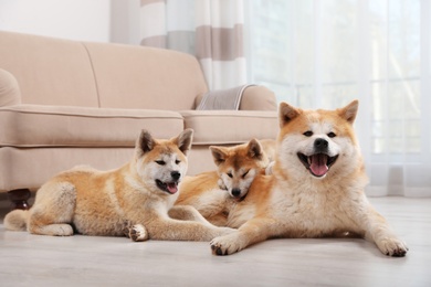 Adorable akita inu dog and puppies on floor in living room