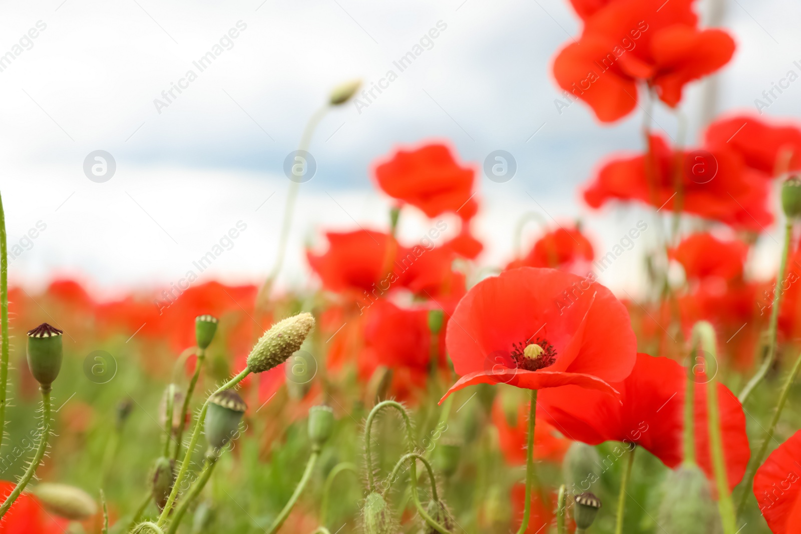 Photo of Beautiful red poppy flowers growing in field