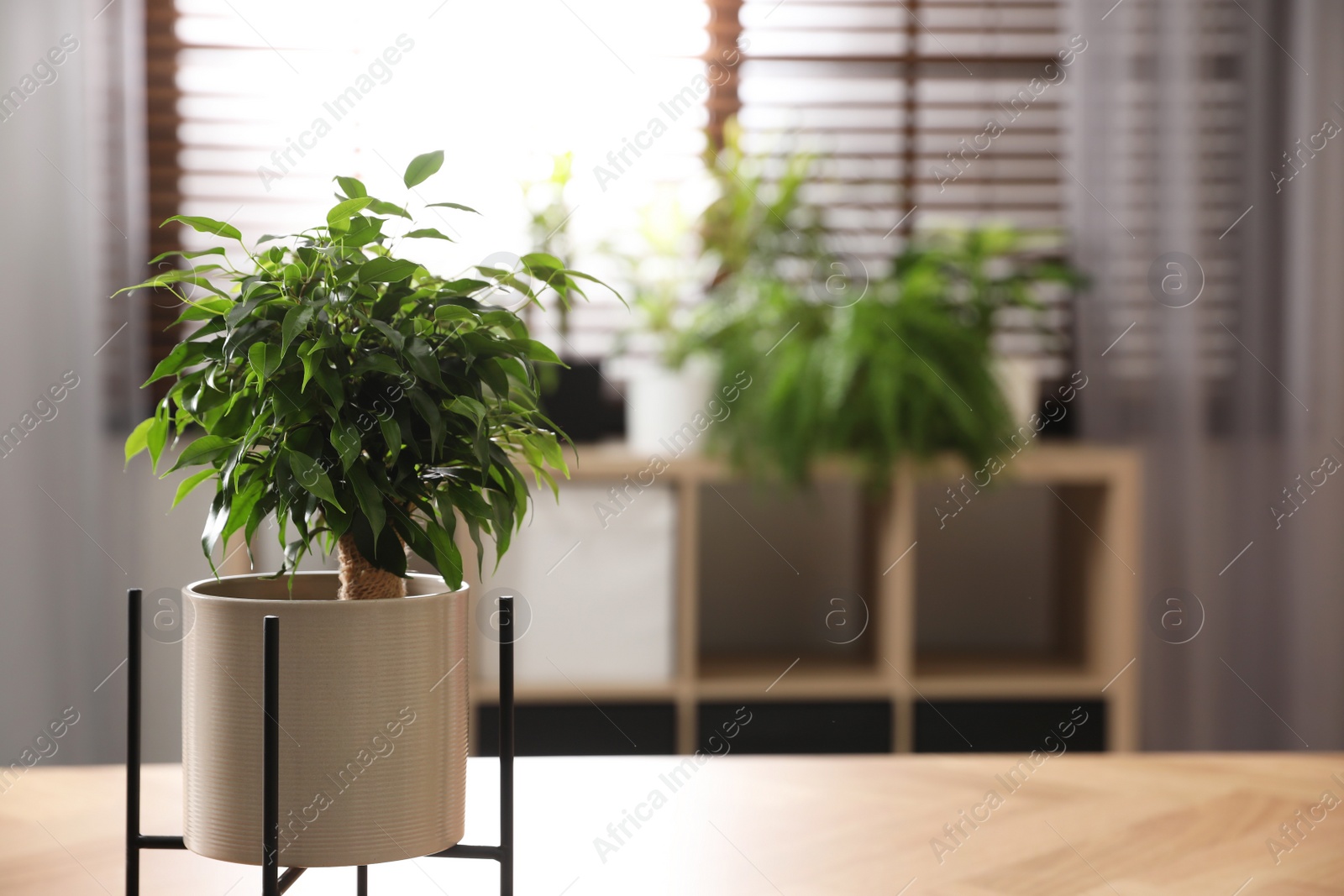 Photo of Ficus benjamina on table indoors, space for text. Home plant