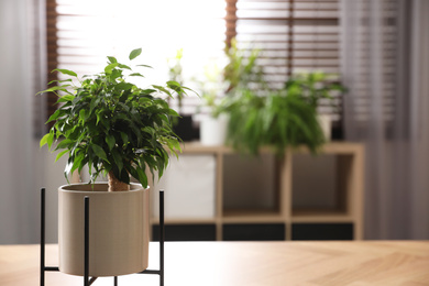 Photo of Ficus benjamina on table indoors, space for text. Home plant