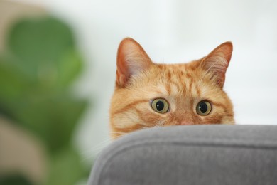 Cute ginger cat on blurred background, closeup