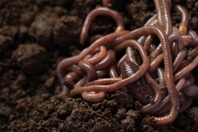 Many earthworms on wet soil, closeup. Space for text