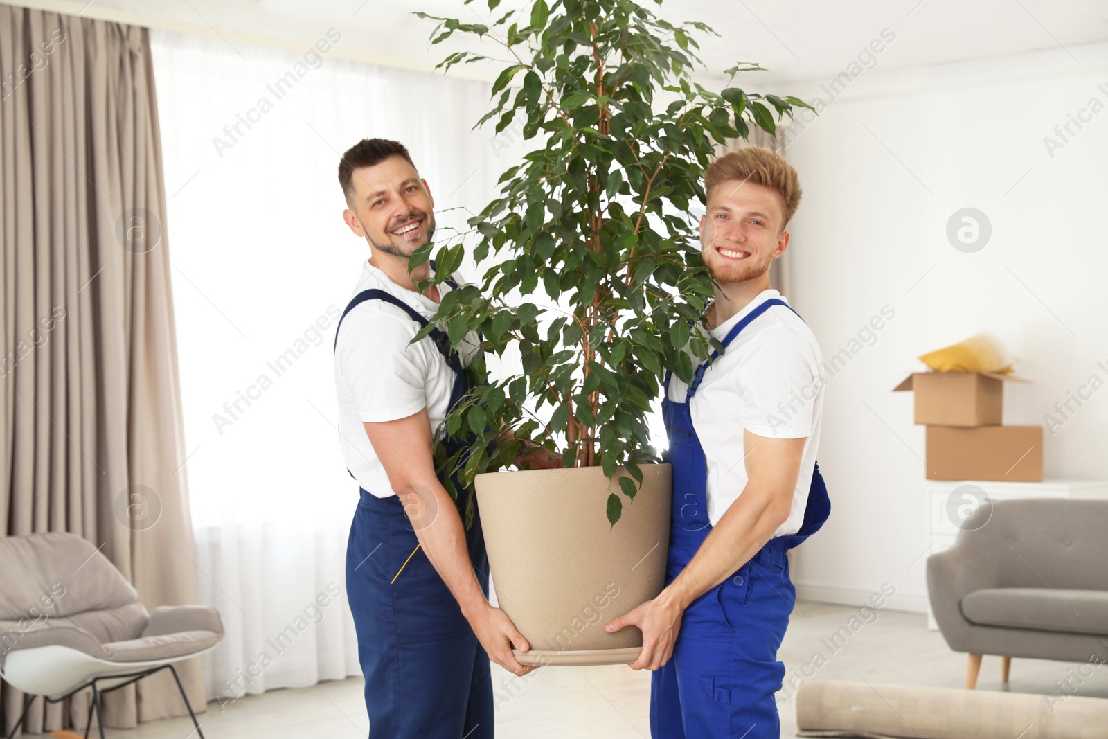 Photo of Moving service employees carrying pot plant in room