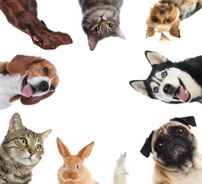 Set with different cute pets on white background