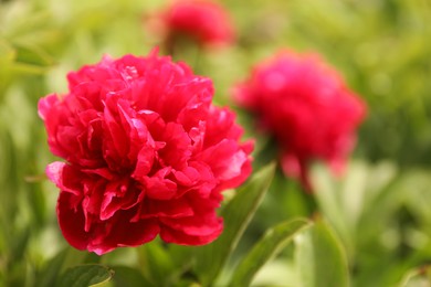 Beautiful red peony outdoors on spring day, closeup