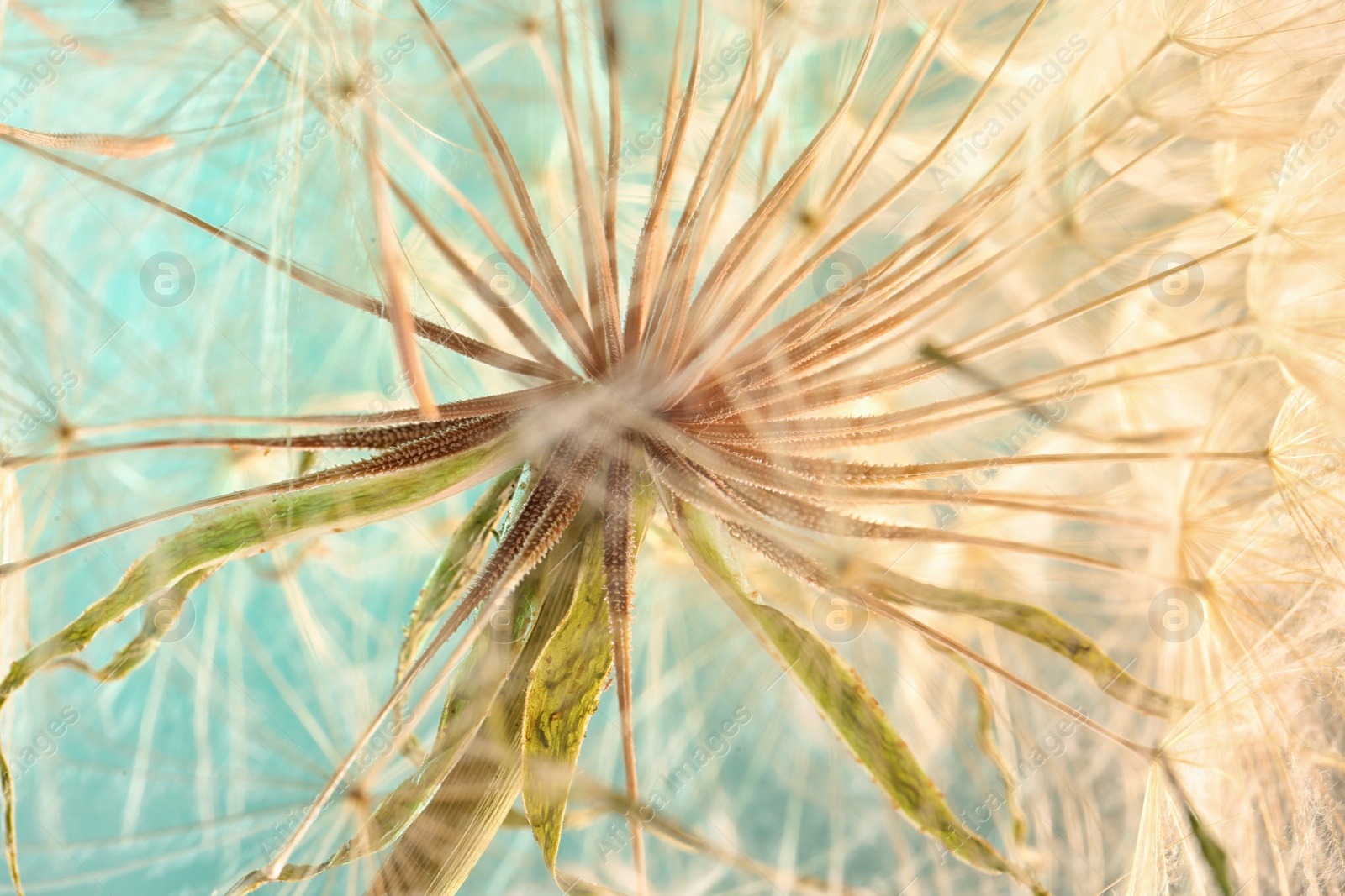 Photo of Dandelion seed head on color background, close up