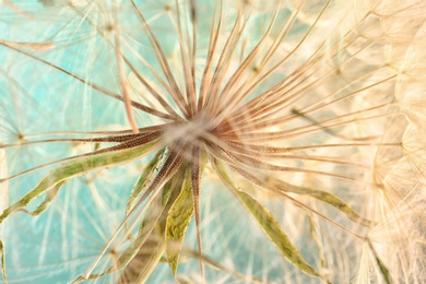 Dandelion seed head on color background, close up