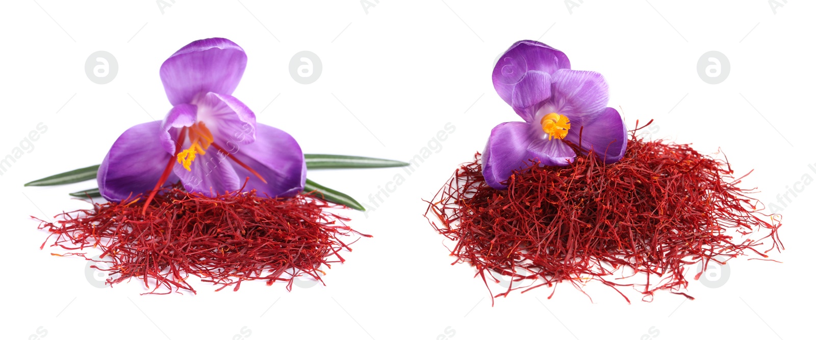 Image of Dried saffron and crocus flowers on white background. Banner design 