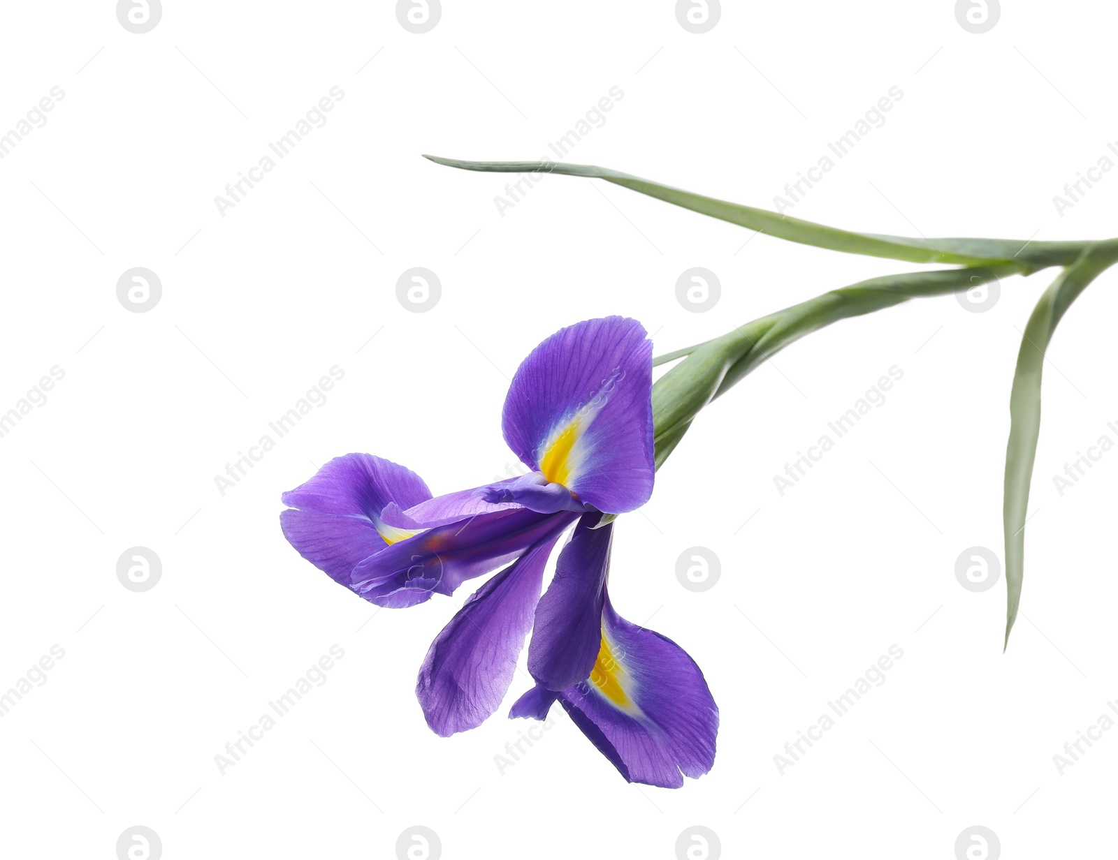 Photo of Beautiful violet iris flower isolated on white