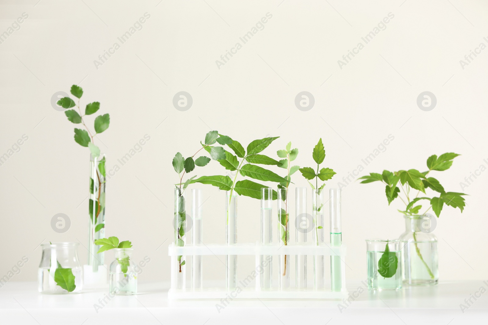 Photo of Laboratory glassware with plants on white table