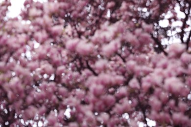 Photo of Blurred view of beautiful blossoming sakura outdoors. Bokeh effect