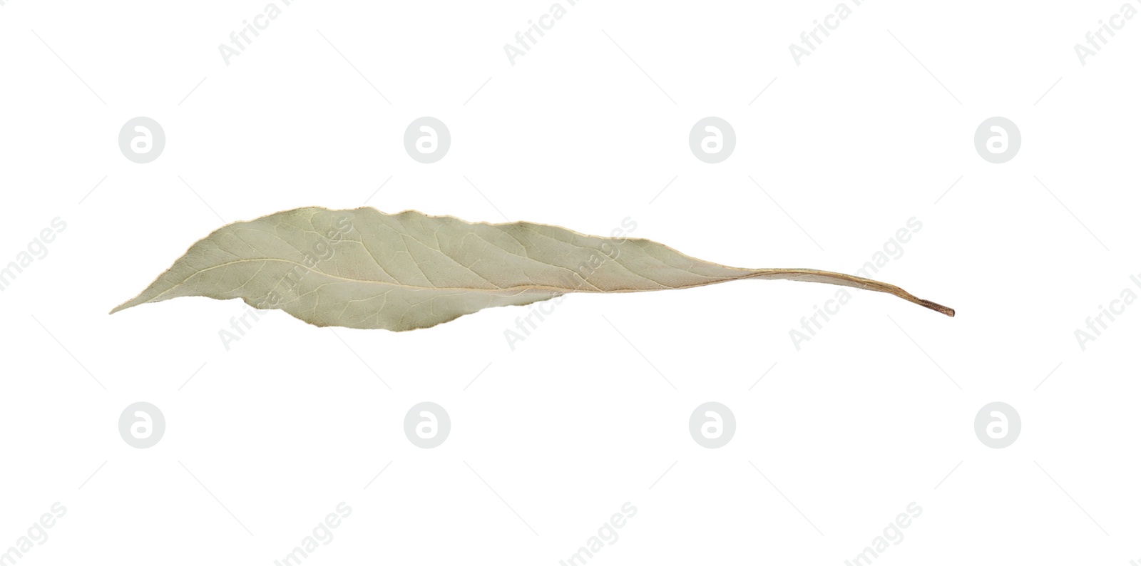 Photo of One aromatic bay leaf isolated on white