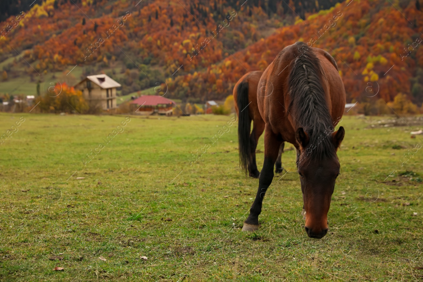 Photo of Brown horse grazing on meadow in mountains outdoors. Beautiful pet