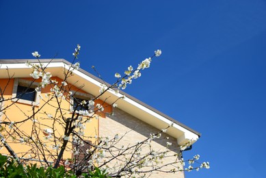 Beautiful blooming cherry tree near house on sunny spring day, low angle view