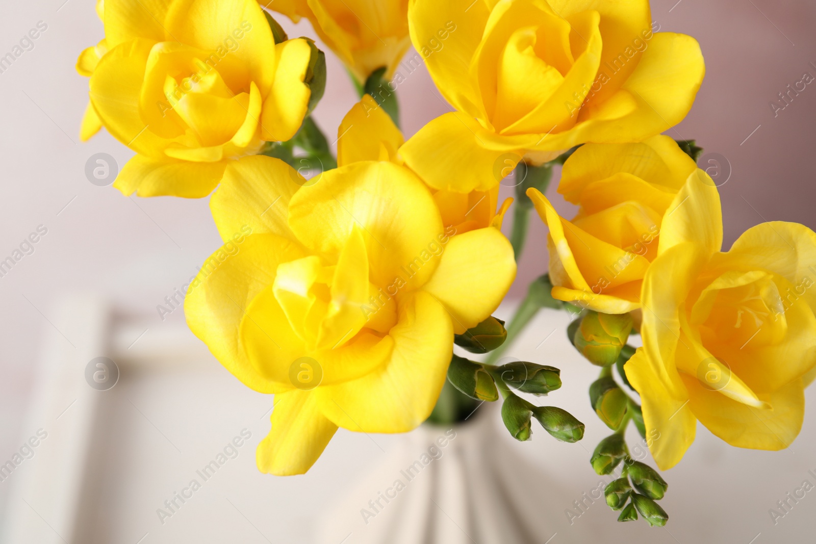 Photo of Beautiful spring freesia flowers on blurred background, closeup