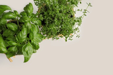 Photo of Aromatic potted basil and thyme on white background, above view. Space for text