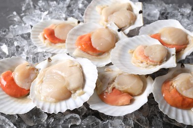 Photo of Fresh raw scallops with shells on ice cubes, closeup