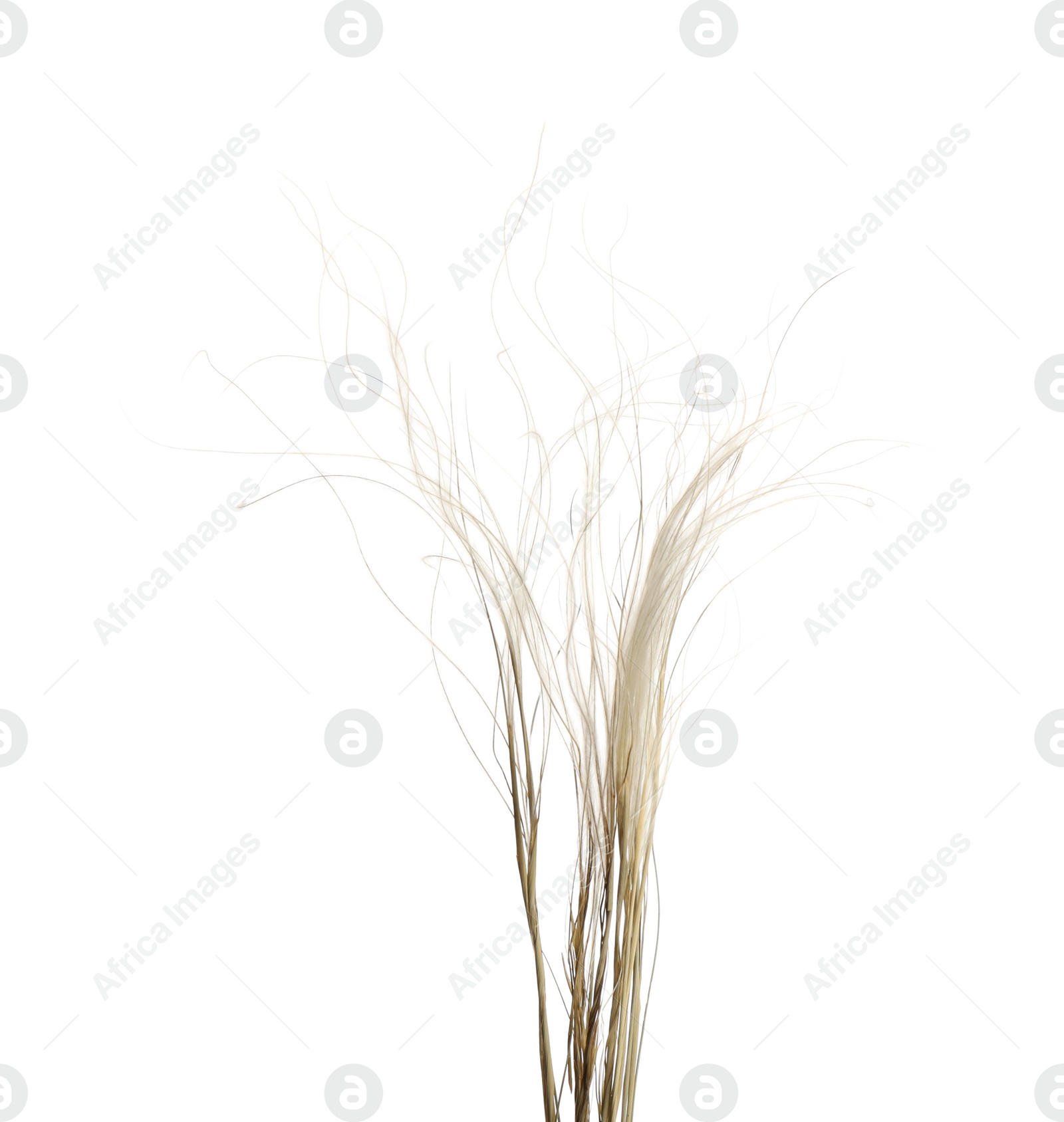 Photo of Beautiful tender dried flower on white background.