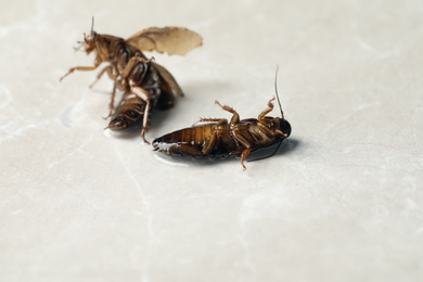 Photo of Dead brown cockroaches in liquid pesticide on light grey marble background. Pest control