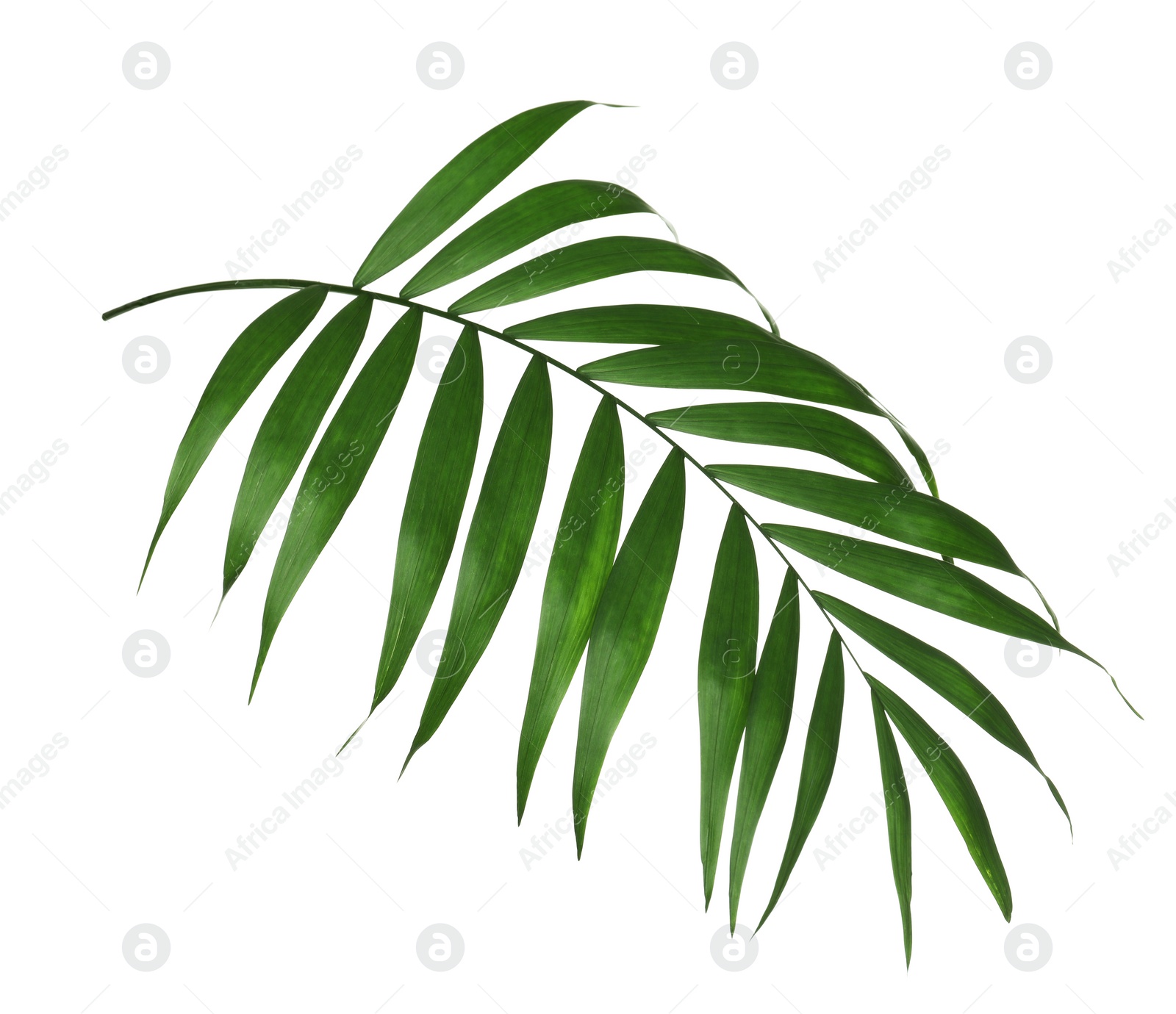 Photo of Beautiful lush tropical leaf isolated on white