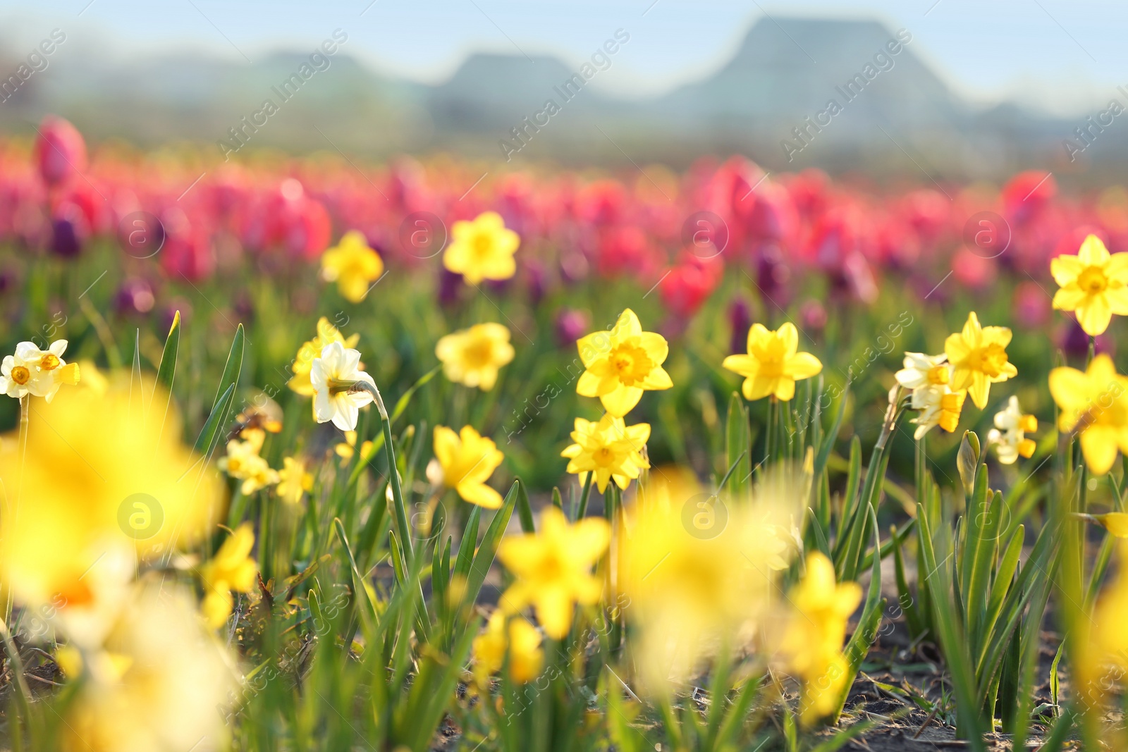 Photo of Field with fresh beautiful narcissus flowers on sunny day