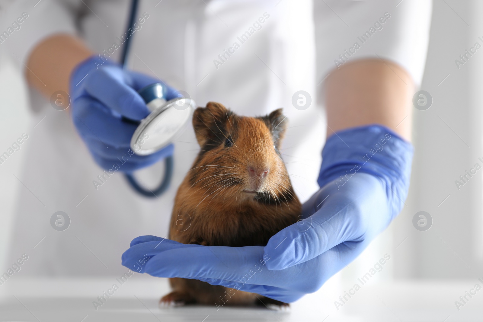 Photo of Female veterinarian examining guinea pig in clinic, closeup