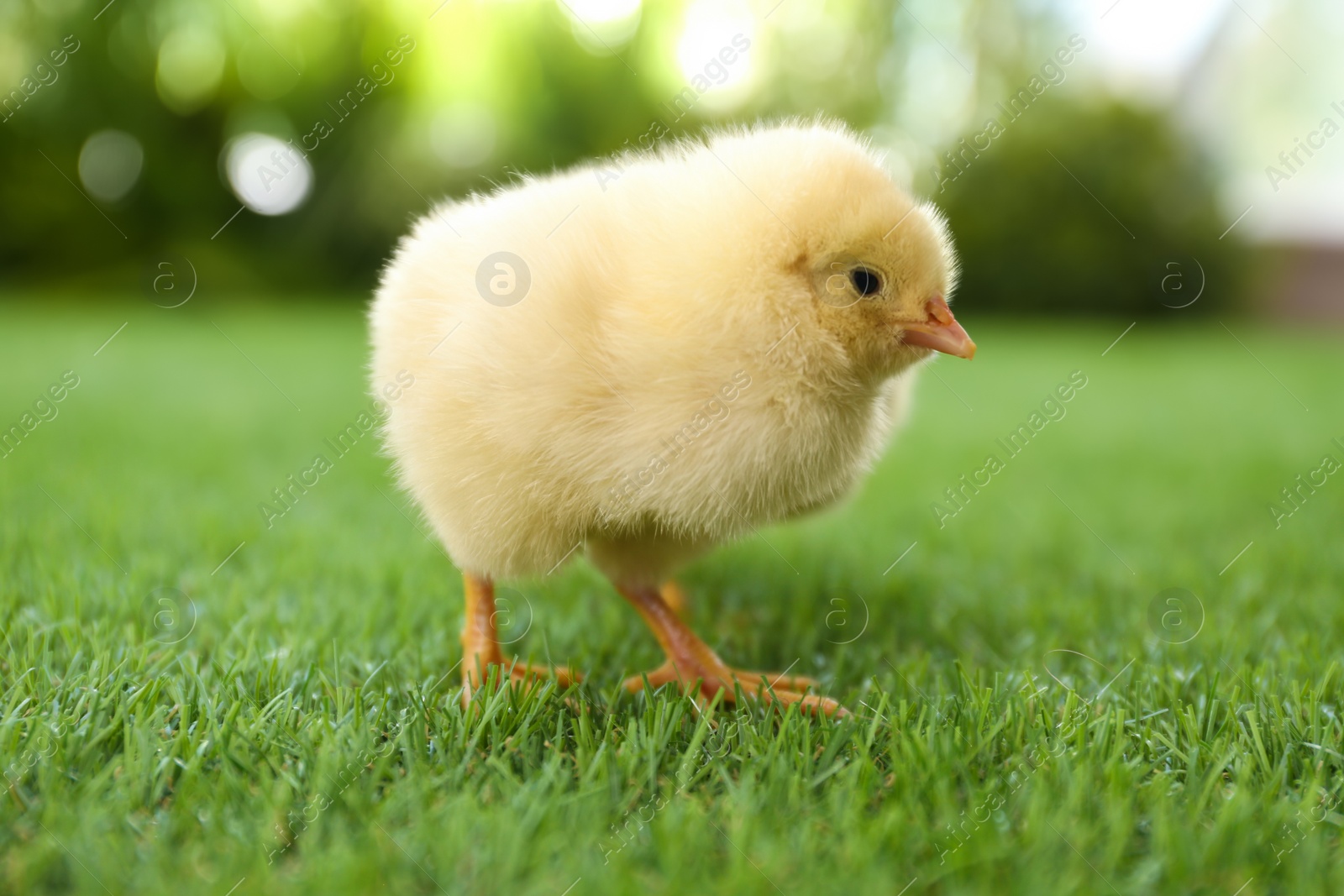 Photo of Cute fluffy baby chicken on green grass outdoors, closeup