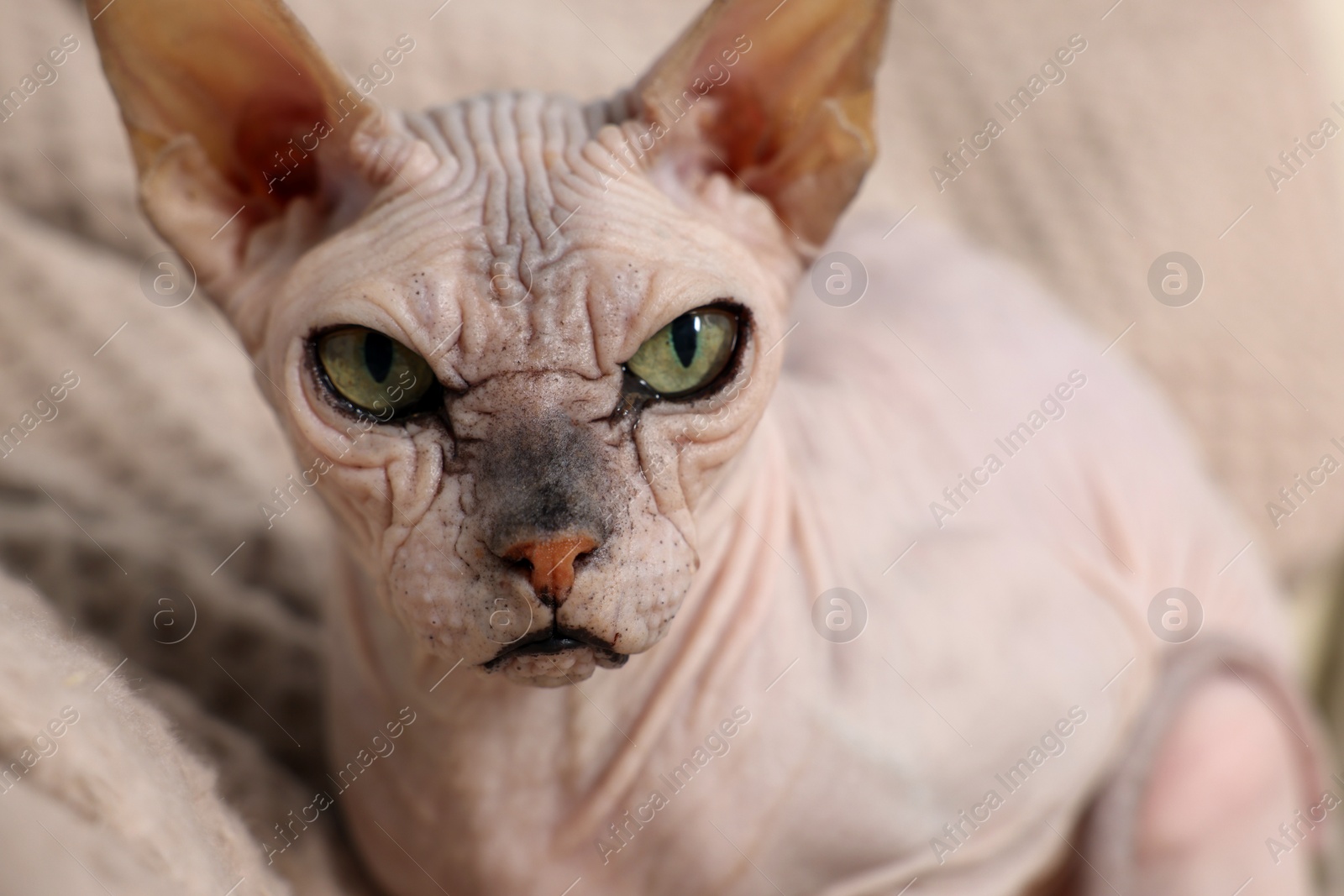 Photo of Beautiful Sphynx cat relaxing on sofa at home, closeup. Lovely pet