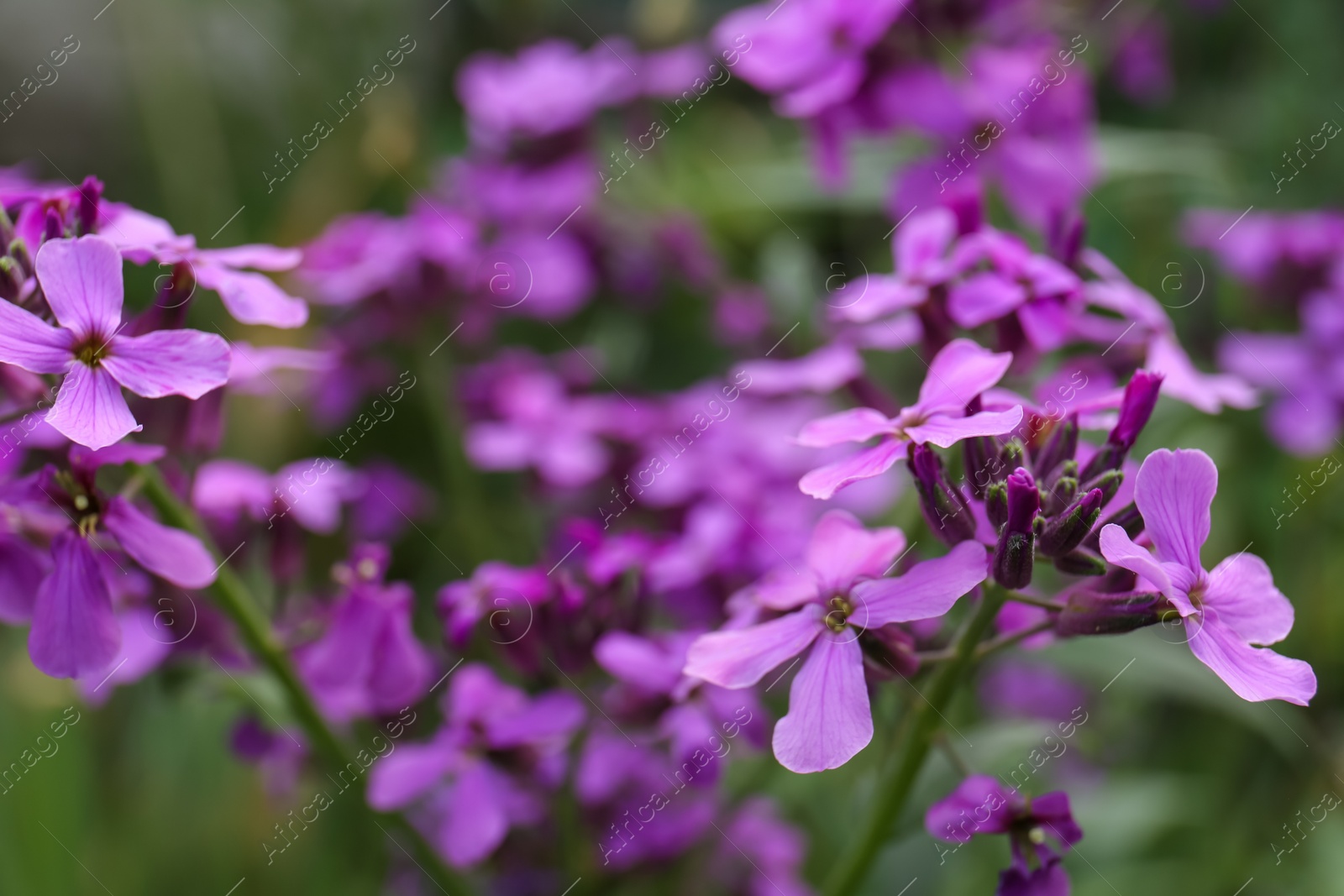 Photo of Beautiful blooming plant with violet flowers growing in garden, closeup