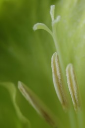 Photo of Beautiful light green Gladiolus flower as background, macro view