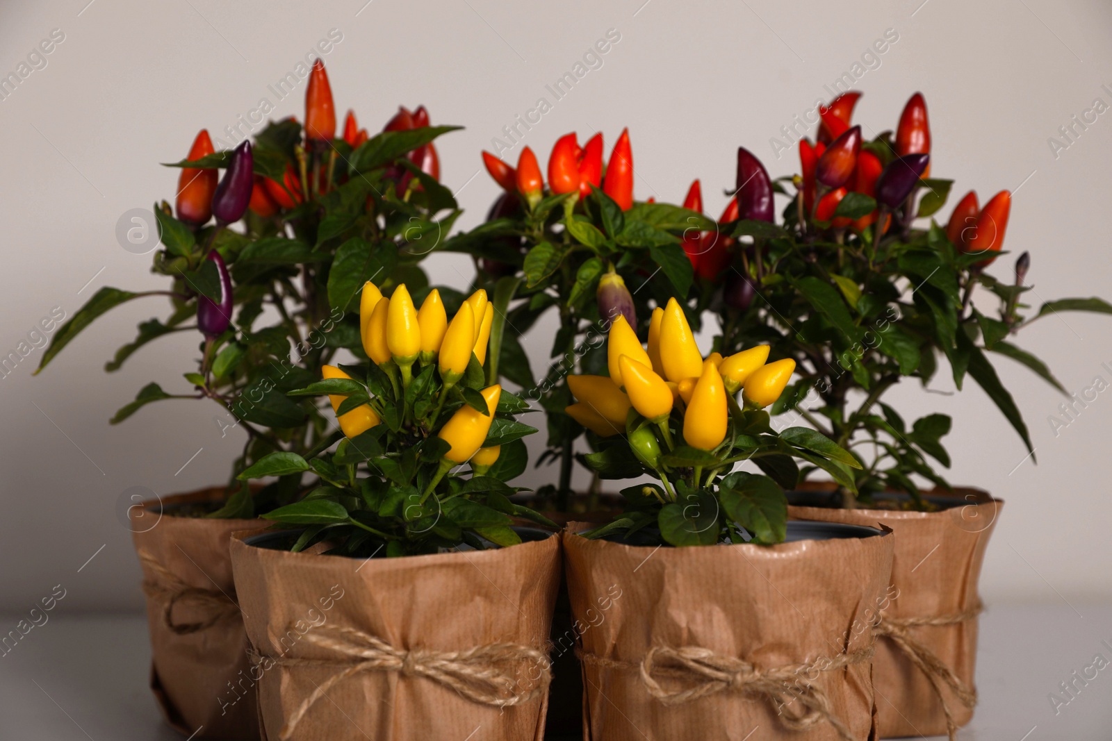 Photo of Capsicum Annuum plants. Many potted multicolor Chili Peppers on light grey background