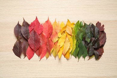 Beautiful composition with autumn leaves on light wooden background, top view